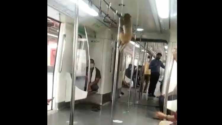 दिल्ली मेट्रो में बंदर ने किया सफर