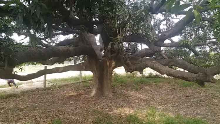 https://www.hindi.awazthevoice.in/upload/news/162577129111_Where_is_mother_tree_of_Dussehri_mango_1.jpg