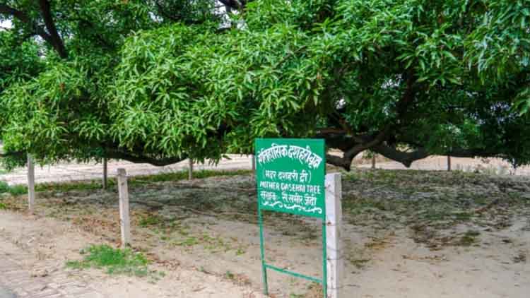दशहरी आम का मदर ट्री
