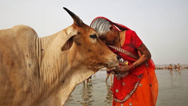 पवित्र गाय