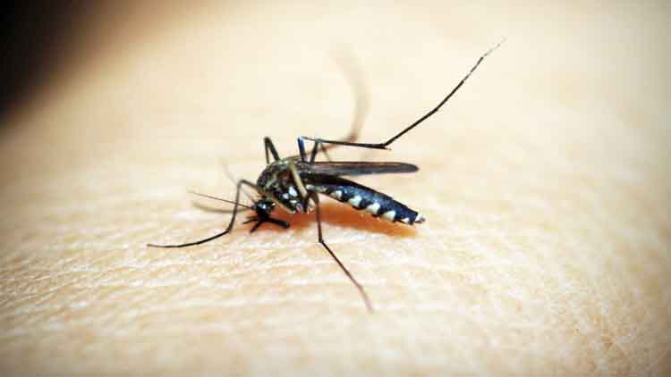 डेंगू का खतरा