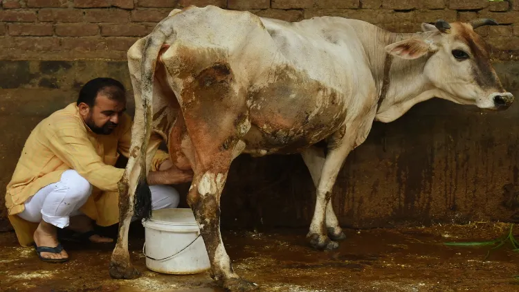 https://www.hindi.awazthevoice.in/upload/news/163050049810_Zubaid-ur-Rehman_milking_a_cow.webp