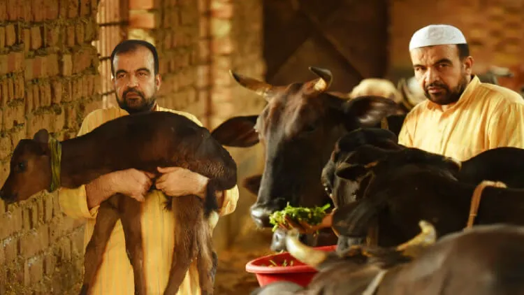 जुबैद-उर-रहमान अपनी गायों के साथ