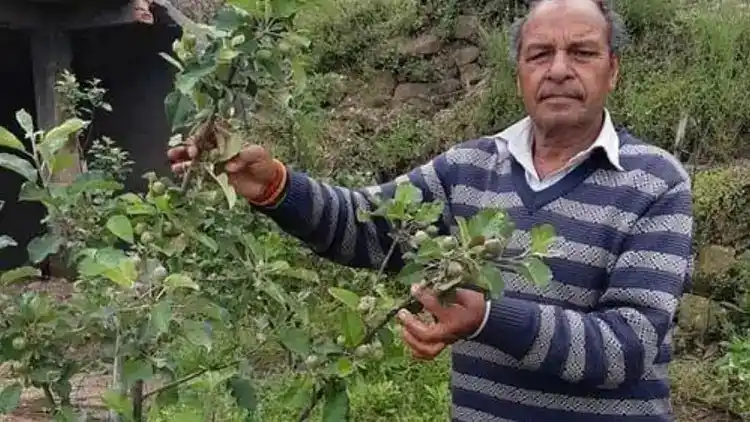 https://www.hindi.awazthevoice.in/upload/news/163190035408_Hariman_Sharma_with_his_apple_crop_2.webp