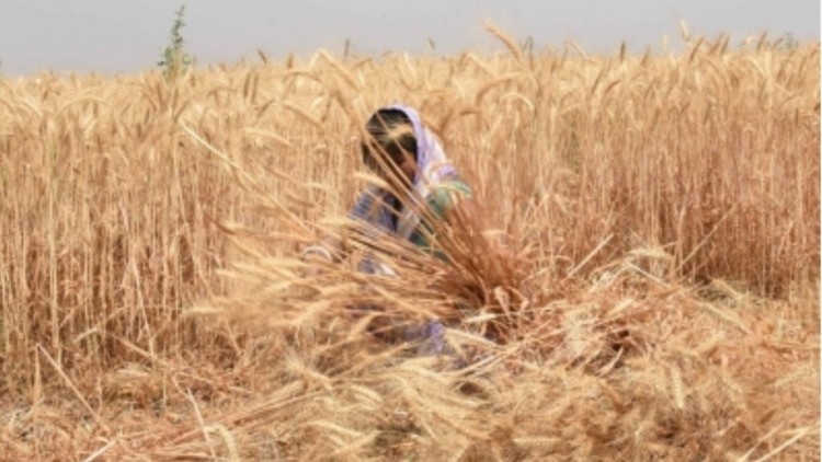 भारतीय गेहूं की मदद नहीं पहुंच रही अफगानिस्तान, पाकिस्तान कर रहा अड़ंगेबाजी
