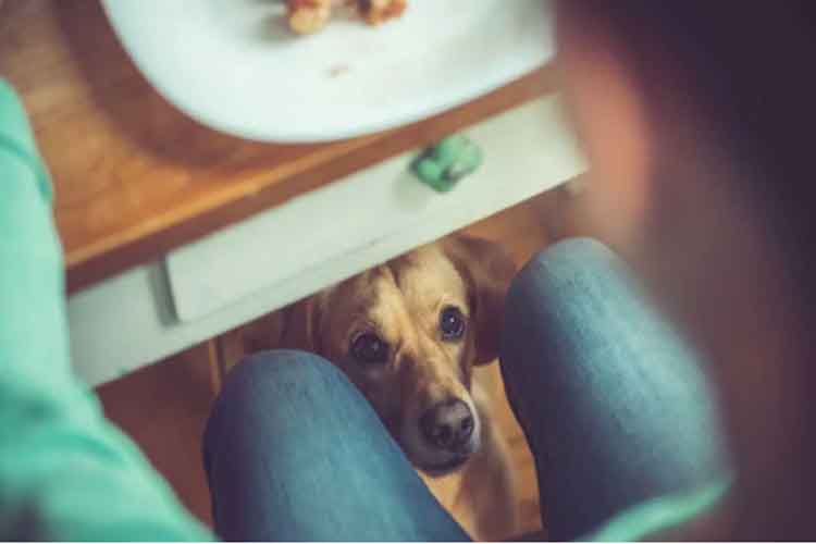 स्टूडेंट्स स्टार्ट अप ने लॉन्च किए पेट पेरेटिंग के दो जानदार गेजेट्स