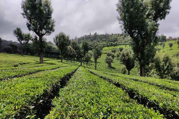 रूस-यूक्रेन युद्ध से भारतीय चाय का निर्यात होगा प्रभावित