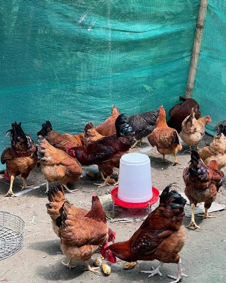 https://www.hindi.awazthevoice.in/upload/news/164604476810_Chicken_at_Saraighat_farm1.jpg