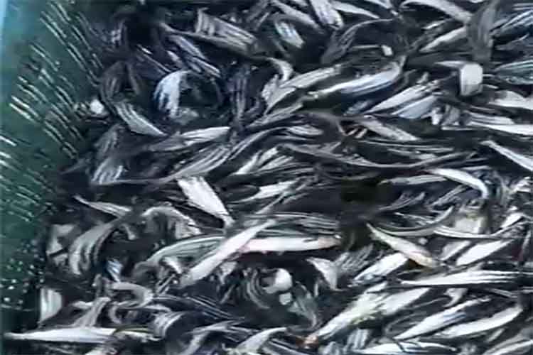 हिमाचल में मछली आयात पर आंशिक रूप से लगेगा बैन