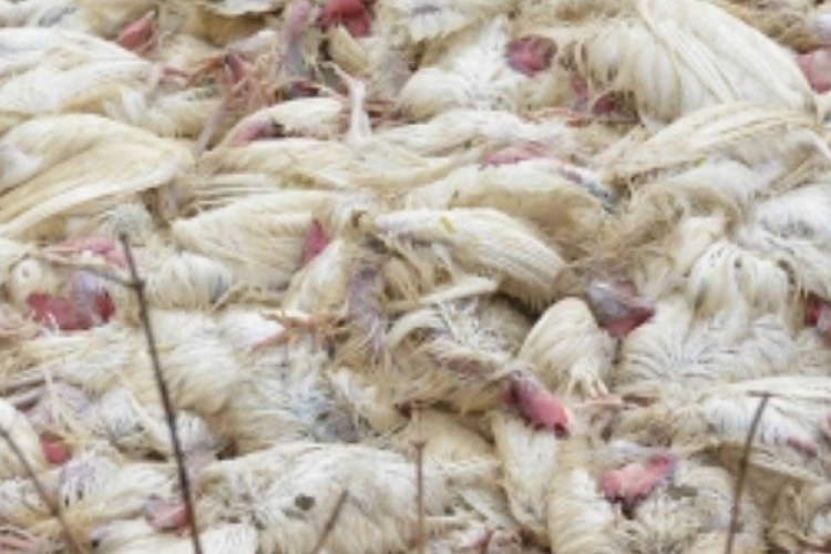 बिहार के सुपौल में बर्ड फ्लू की दस्तक, 250 से अधिक मुर्गे मारे गए