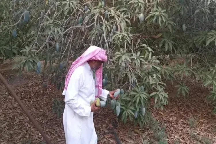सऊदी अरब: भारत से 50 वर्ष पहले लाए गए पौधों से जाजान क्षेत्र में लहलहा रहे हैं आम के बागान