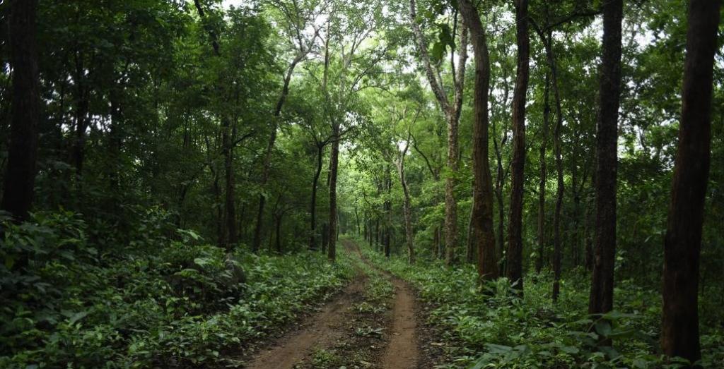 forest