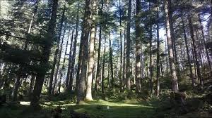 forest