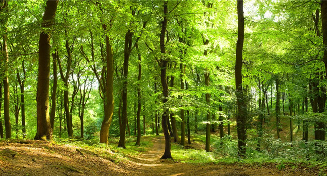 forest