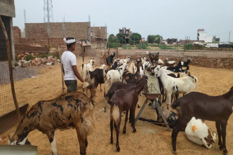 बकरीद: हरियाणा के ‘गोट फार्मर’ तीन साल बाद अच्छे मुनाफे के लिए अपनी ‘तोतपरी’ लेकर निकले कोलकाता और मुंबई 