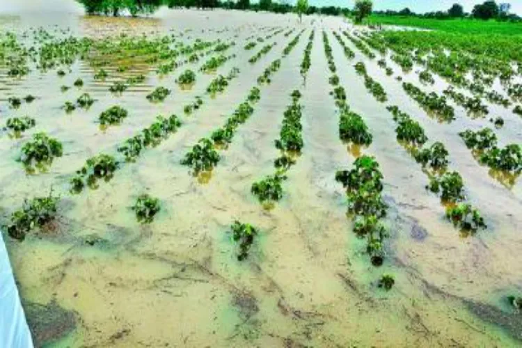 गुजरात के 8 जिलों में भारी बारिश से फसलों को नुकसान