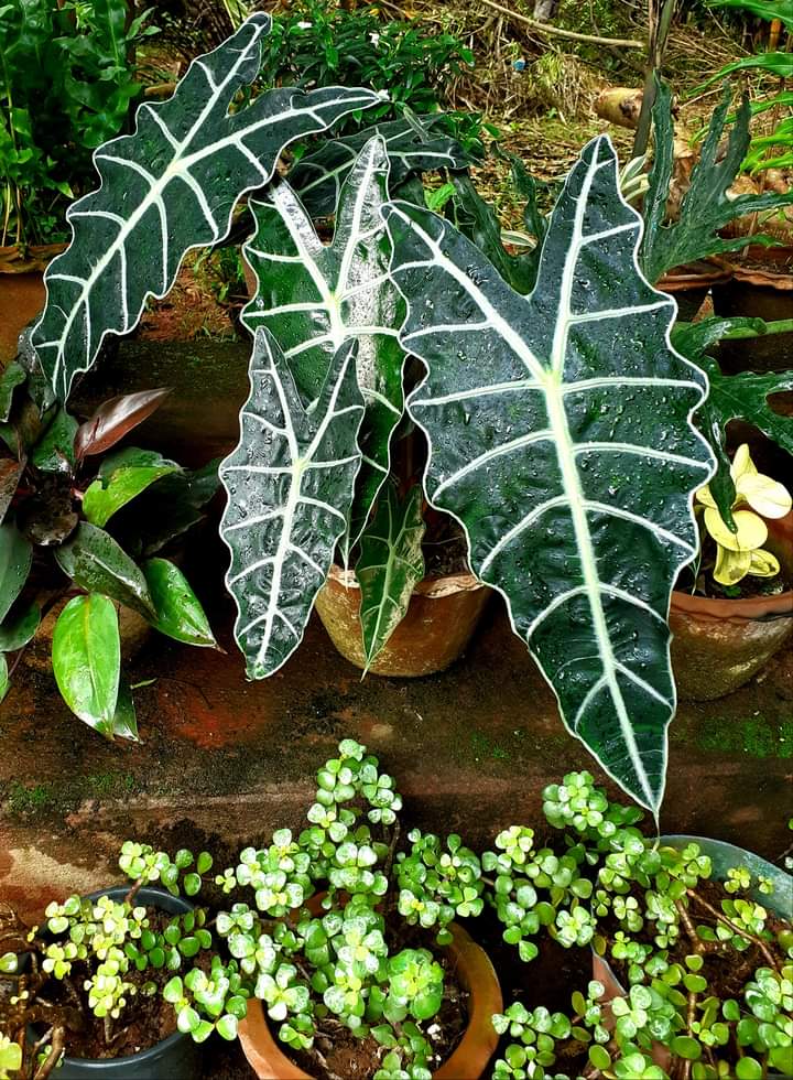 https://www.hindi.awazthevoice.in/upload/news/165917354602_Ramie_Husnara's_herbal_garden.jpg