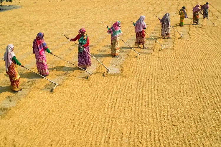 इस साल होने वाला है रिकॉर्डतोड़ खाद्यान्न उत्पादन