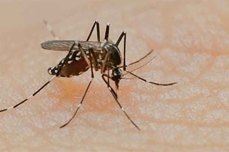 नोएडा: सात दिनों में बढ़ गए डेंगू के केस