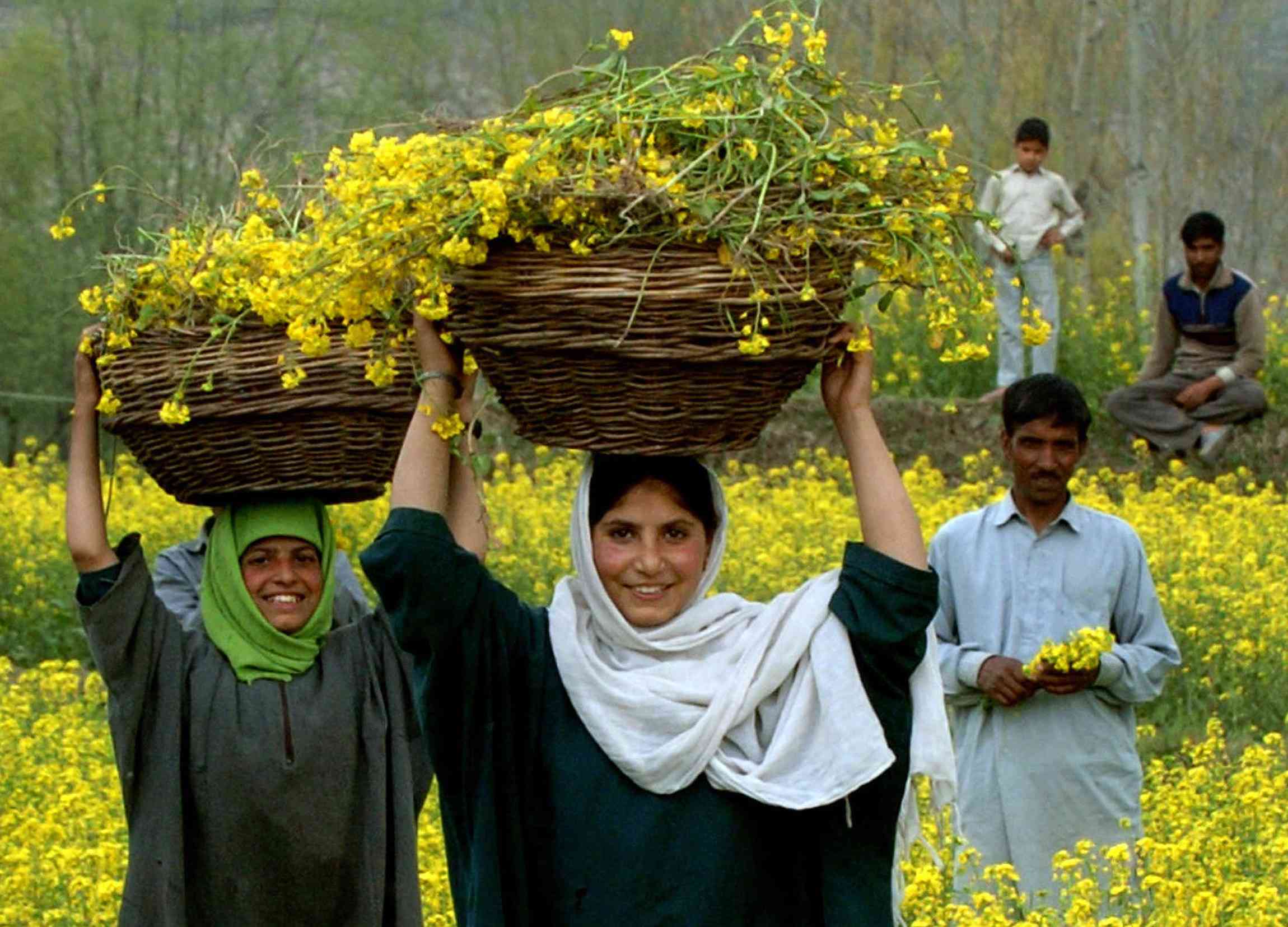 kashmir