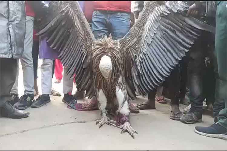 कानपुरः ईदगाह कब्रिस्तान में मिला सैकड़ों साल उम्र का सफेद हिमालयन गिद्ध