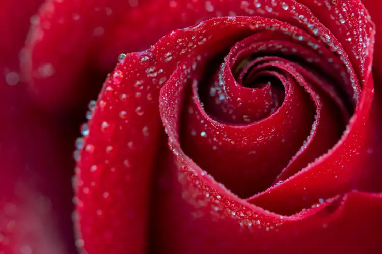 रोज़ डे पर गुलाब से नहीं शायरी से जीतें दिल