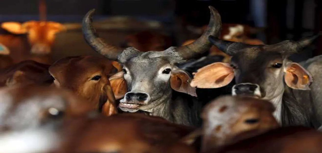 गौशालाओं की आर्थिक व्यवहार्यता में सुधार