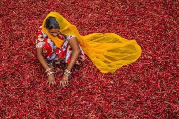 मिर्ची सुखाती महिला 