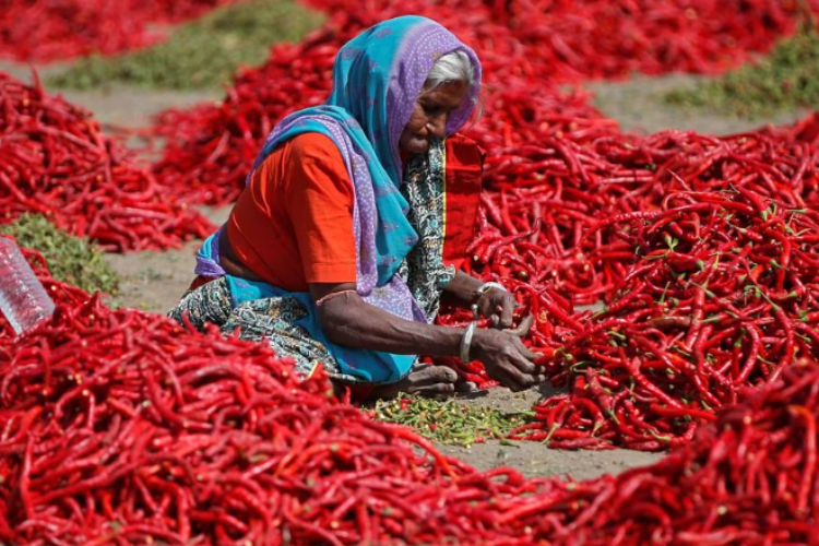 लाल मिर्च