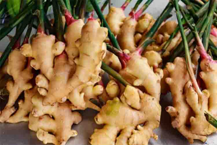 Ginger