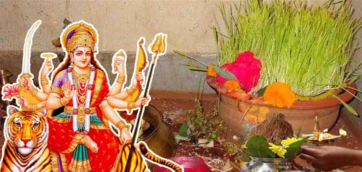 Jware (barleygrass) in Navratri
