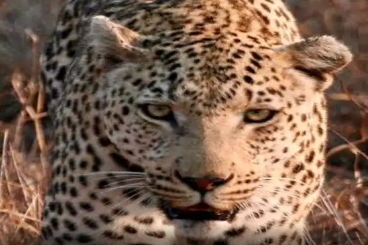 Leopard seen in residential area of Bengaluru, panic among local people