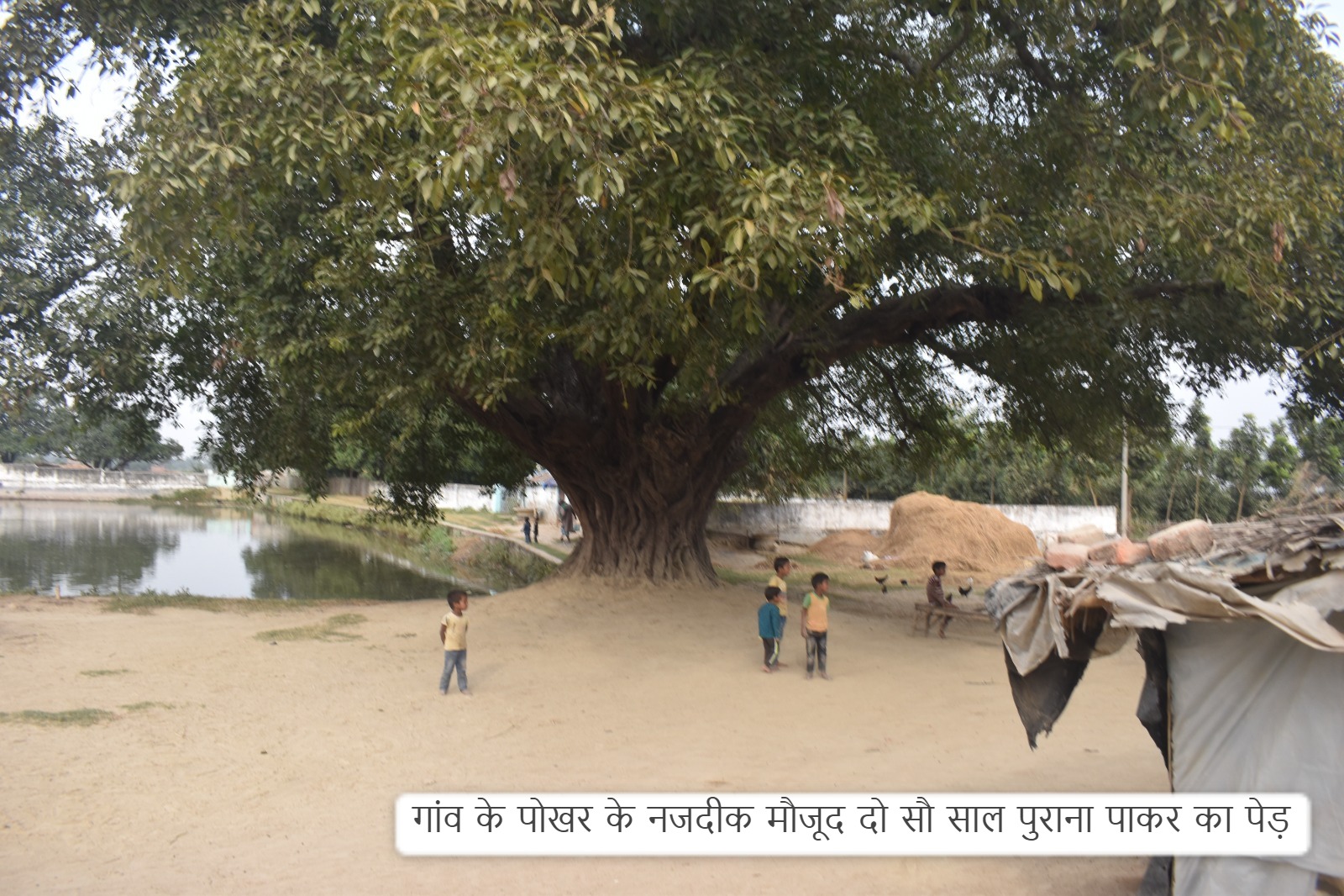https://www.hindi.awazthevoice.in/upload/news/170143152810_Two_hundred_years_old_tree.jfif
