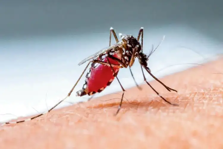India among countries with highest dengue deaths in 2023: Report