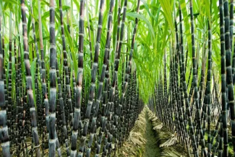 Government bans sugar mills from making ethanol from sugarcane