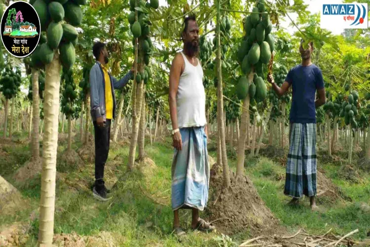 Bhadeja: A Muslim village in Bihar which became a hub of papaya cultivation