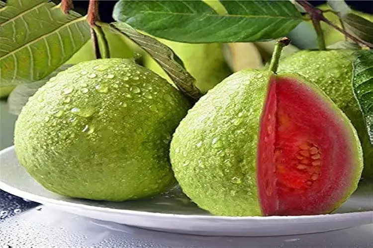 Guava will not only take care of health but will also make farmers rich