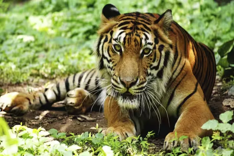 Odisha: Declining tiger population in Similipal Tiger Reserve is a matter of concern.