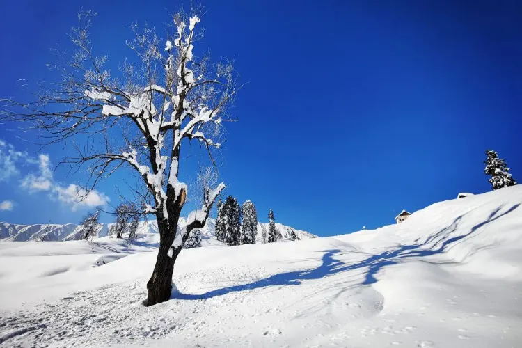 How did Kashmir's 'snow' change its color in five years?