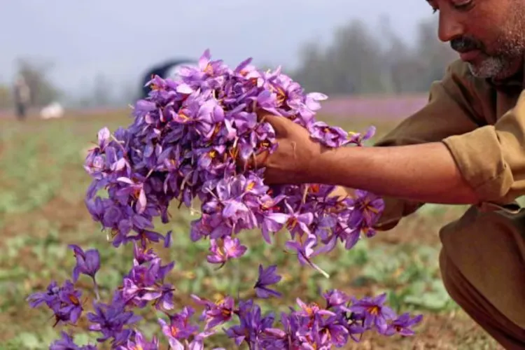 Possibilities of saffron production started increasing in Poonch