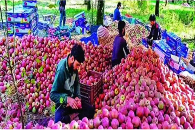 Kashmir: Fruit growers demand 100% import duty on apples to protect local industry