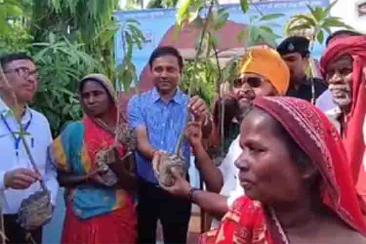 Mango saplings given to first 100 voters