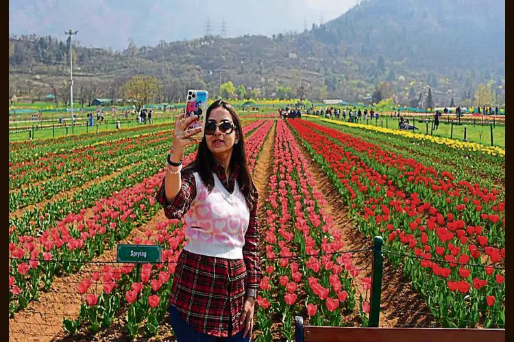 Kashmir: After tulips, now Japanese cherries are attracting tourists