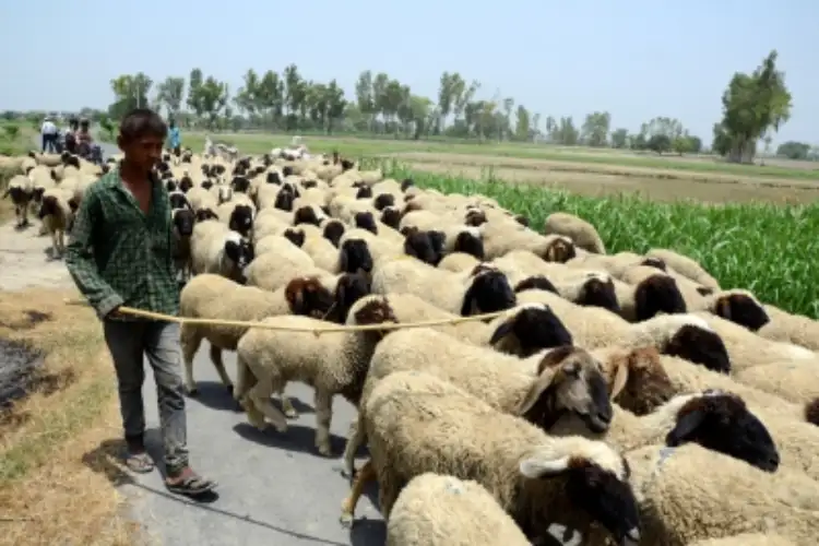 A speeding vehicle hits a herd of sheep in Kulgam, 60 killed