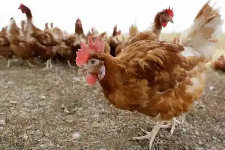 WHO confirms human case of bird flu in India