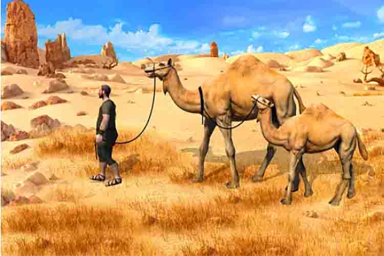 Camel