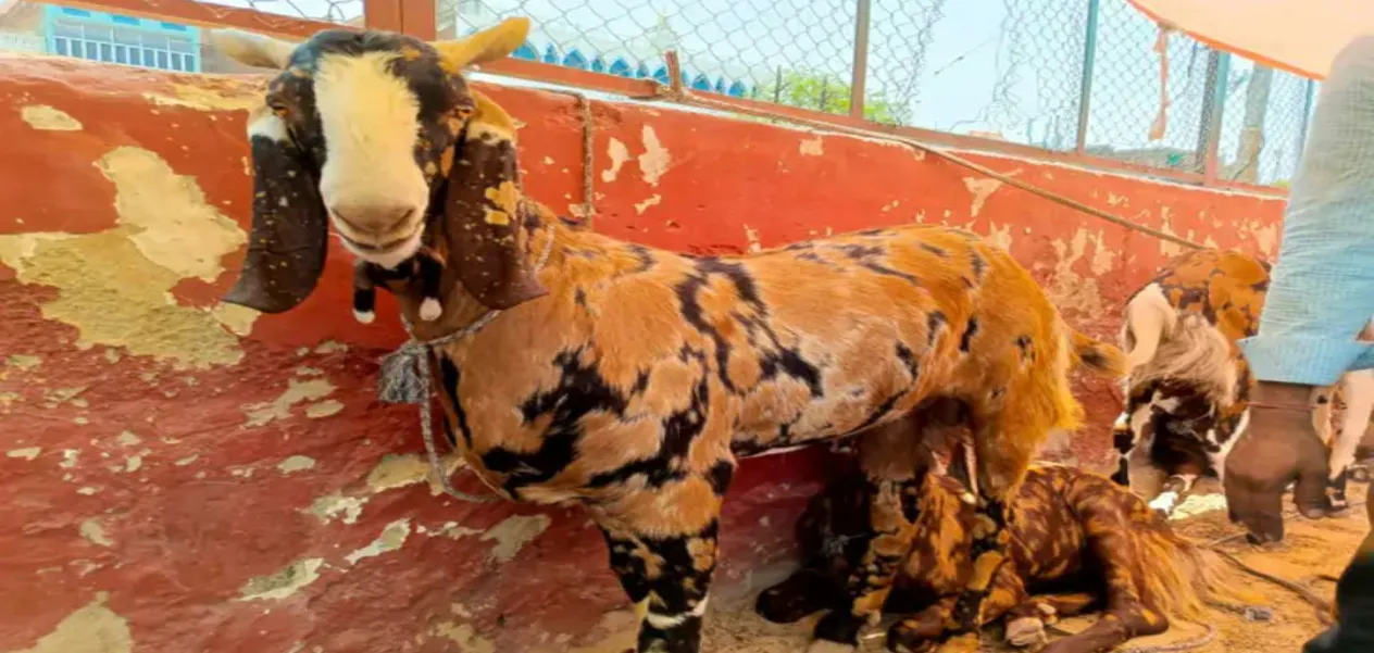 This goat of Jaipur eats cashews and almonds, animal traders are disappointed due to lack of buyers