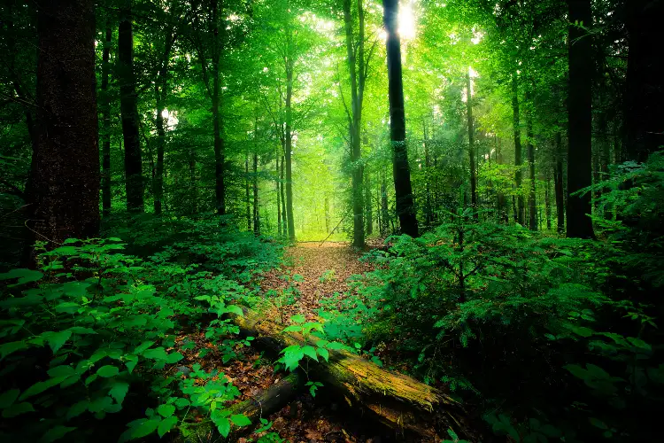Google Maps misleads a group of 5 friends and they get stuck in a dense forest