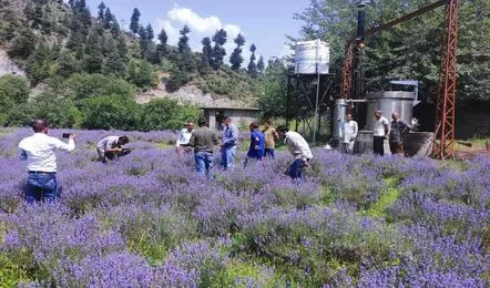 kashmir
