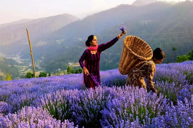'Purple Revolution' in Udhampur: Five lakh lavender plants planted